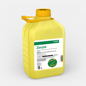 Zarpa